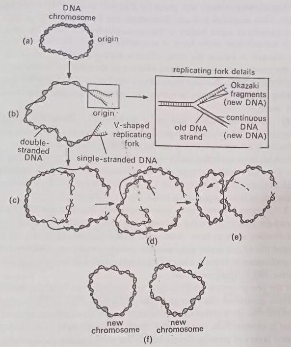 Replication of the closed loop chromosome in E.coli 